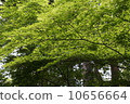 Maple  10656664