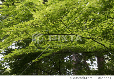 Maple Maple 10656664