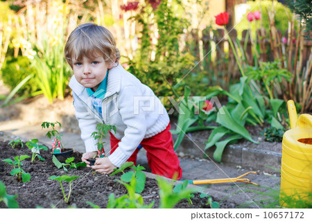Adorable blond boy planting seeds and seedlings of tomatoes Adorable blond boy planting seeds and seedlings of tomatoes 10657172