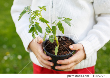Seedling plant in the hands of a small child 10657260
