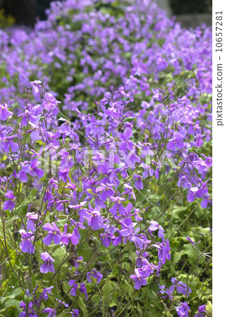 Flower radish 10657281