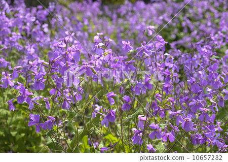 Flower radish 10657282