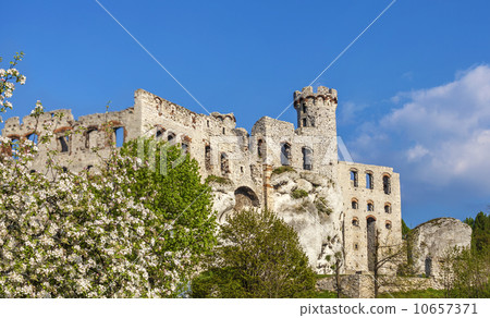 Ruins of a castle and tree in blossom. Ruins of a castle and tree in blossom. 10657371