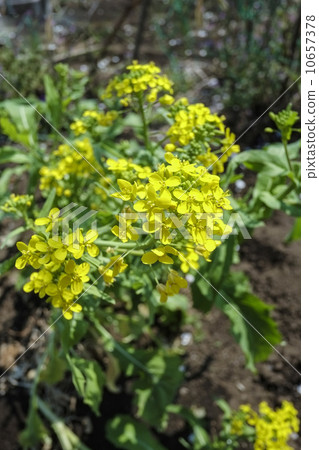 蘿蔔花 10657378