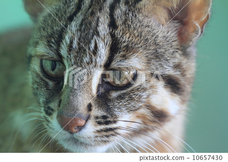 Endangered crisis Tsushima Yumenko Endangered crisis Tsushima Yumenko 10657430