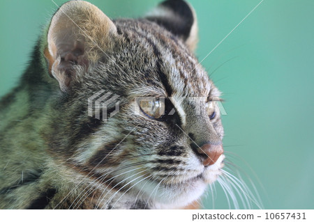 Endangered crisis Tsushima Yumenko 10657431