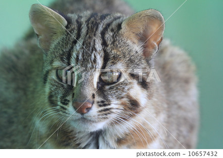 Endangered crisis Tsushima Yumenko Endangered crisis Tsushima Yumenko 10657432