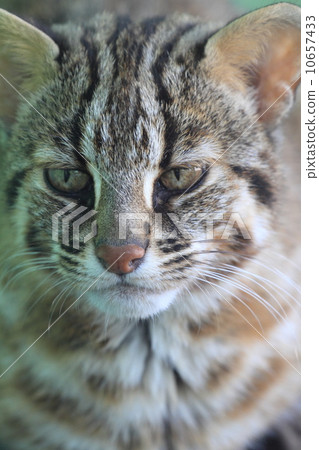 Endangered crisis Tsushima Yumenko 10657433