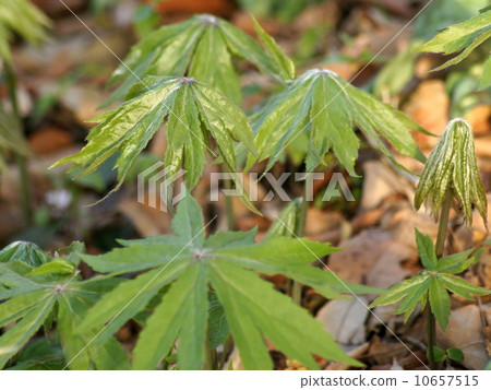 獨特而可愛的Yaburegasa:破傘 獨特而可愛的Yaburegasa:破傘 10657515