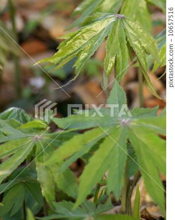 Unique and adorable Yaburegasa: broken umbrella 10657516