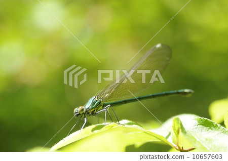 Asahina kawatombo 10657603