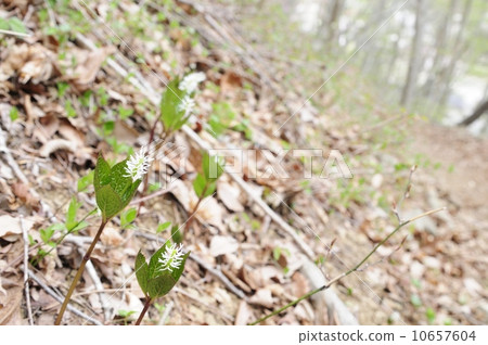 Community of Hitorishizuka 10657604