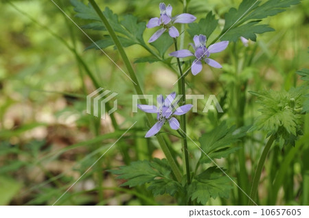 Flower of Lemon flora Flower of Lemon flora 10657605