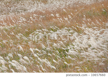 Sone Takahara Susuki 10657660