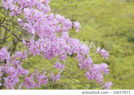 Mitsuba rice flowers in fresh green Mitsuba rice flowers in fresh green 10657671