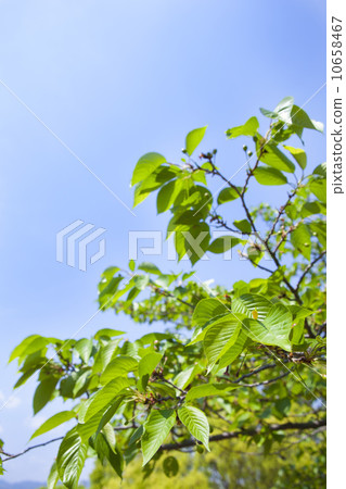 清新的綠色和藍天 10658467