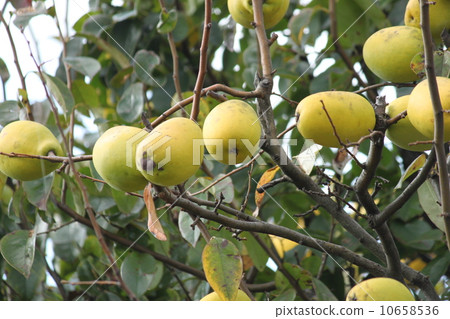 Karin fruit 10658536