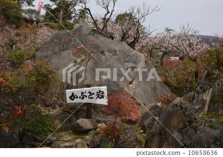 Plum spot senior garden Yamanashi 10658636