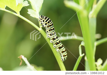 照片: 蝴蝶 幼虫 灰蝶