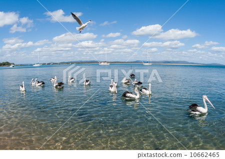 Pelican Birds Blue Lagoon Waters Pelican Birds Blue Lagoon Waters 10662465