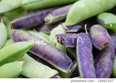 Pea 10662597
