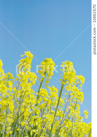 Rape flower field in full bloom shining in blue sky Rape flower field in full bloom shining in blue sky 10662870