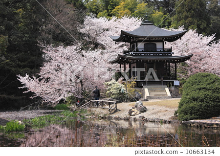 京都餃子 京都餃子 10663134