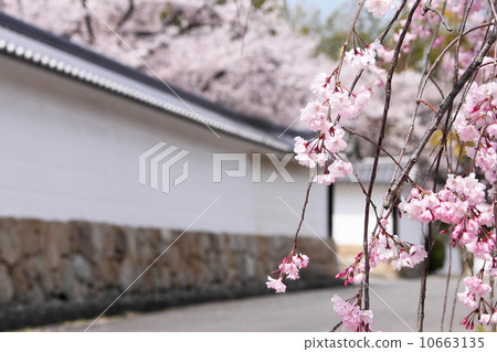 Kyoto Gyozaji Kyoto Gyozaji 10663135