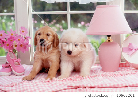 Cute little puppy 10663201