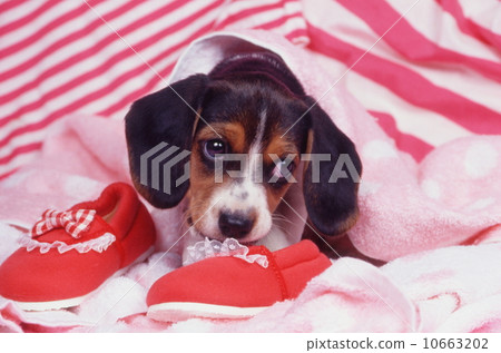 Cute little puppy 10663202