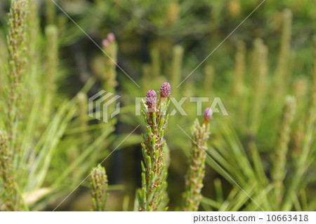 松子 松子 10663418