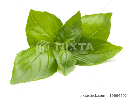 Sweet basil leaves Sweet basil leaves 10664302