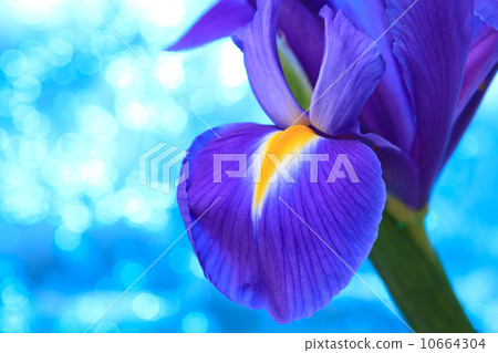 Beautiful blue iris flowers background Beautiful blue iris flowers background 10664304