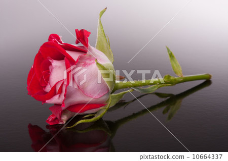 rose flower with reflection on dark surface still life 10664337