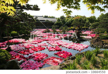 三萬環Ikemi牡丹 10664550