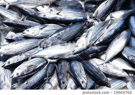 油炸鰹魚 10664768