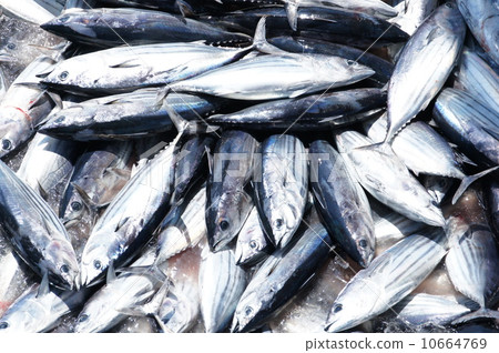 油炸鰹魚 10664769