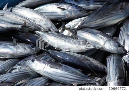 Deep-fried bonito Deep-fried bonito 10664772
