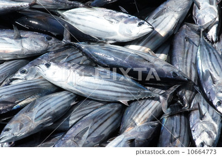 Deep-fried bonito Deep-fried bonito 10664773