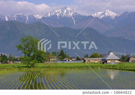 春天信州安曇野/北阿爾卑斯山 10664822