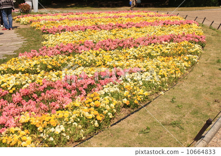 在大阪市永井公園的花壇 在大阪市永井公園的花壇 10664833