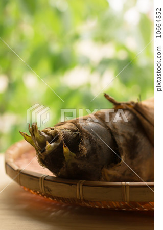 bamboo shoots bamboo shoots 10664852