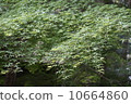 Maple  10664860