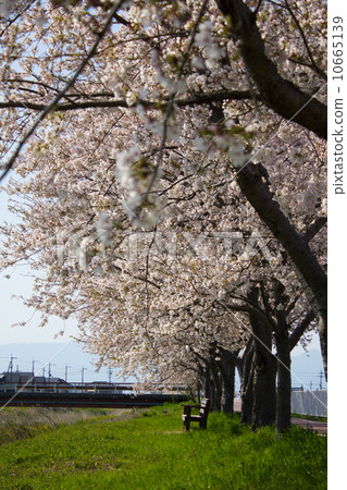 Biwako Yoshi Flute along cherry blossoms and benches 10665139