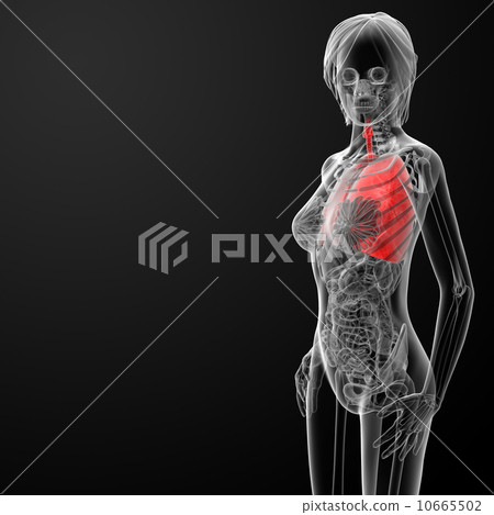 3d render female respiratory anatomy 10665502