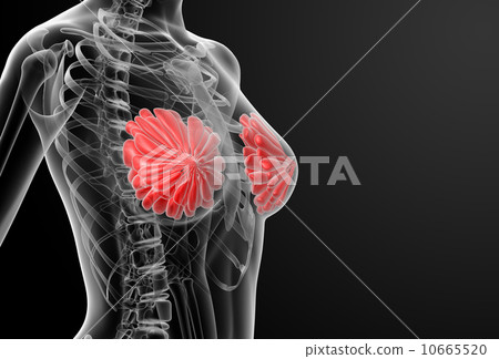 female breast anatomy x-ray 10665520
