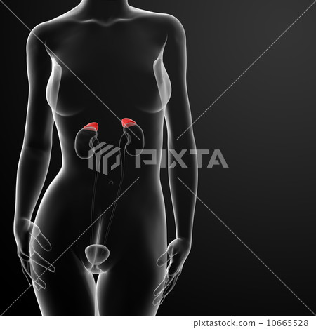 Female adrenal anatomy x-ray 10665528