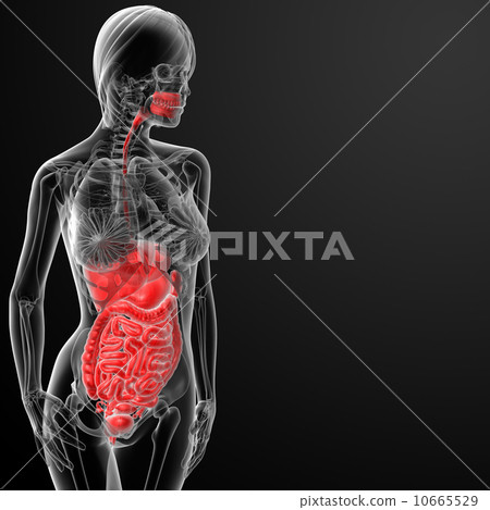 Female digestive system 10665529