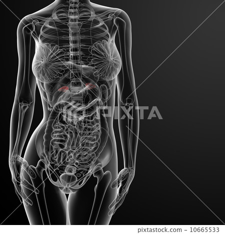 Female adrenal anatomy x-ray Female adrenal anatomy x-ray 10665533