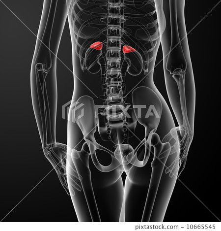 Female adrenal anatomy x-ray Female adrenal anatomy x-ray 10665545